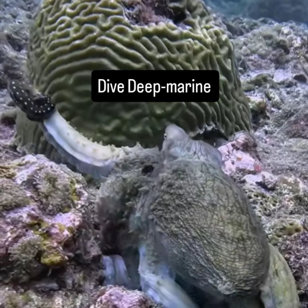 Marine Life